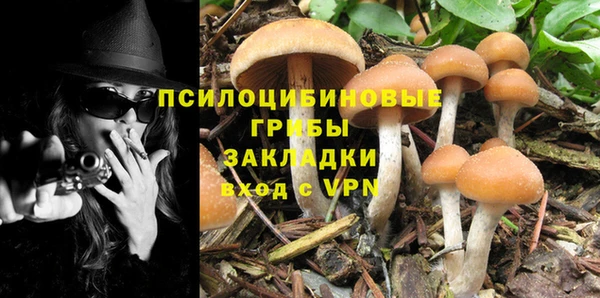 стаф Новокубанск