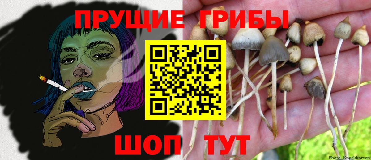 Псилоцибиновые грибы Psilocybe Ревда